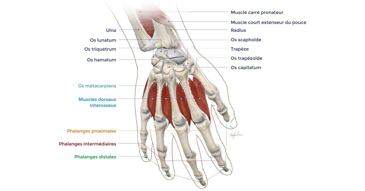Article Visuel Anatomie main